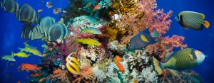 Tropical Anthias fish with net fire corals on Red Sea reef underwater